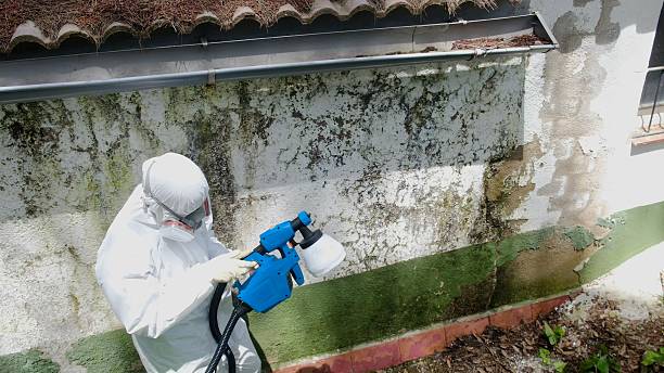 Trusted Mold Removal service in Gloucester City, NJ - Cheap Mold Removal